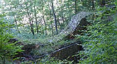 260_TZ60_P1140768_cr