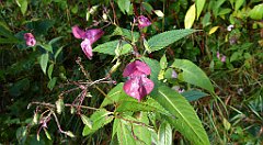 037_TZ60_P1150866_cr