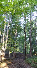 039_TZ60_P1150868_cr