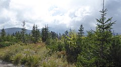 277_TZ60_P1150964_cr