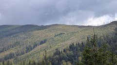 313_TZ60_P1150985_cr