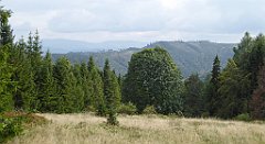 469_TZ60_P1160063_cr