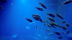 116_A806_IMG_20171210_105643