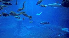 133_A806_IMG_20171210_105758