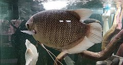 058_p20_IMG_20190317_130715