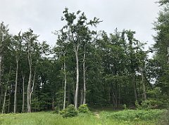 133_iP_190618_IMG_4037