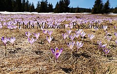 2019_04_20_Miziowa_Rysianka