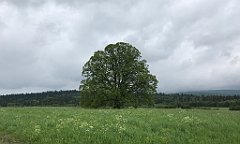 115_iP_200617_IMG_1150