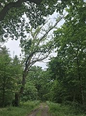 132_iP_210615_IMG_2665